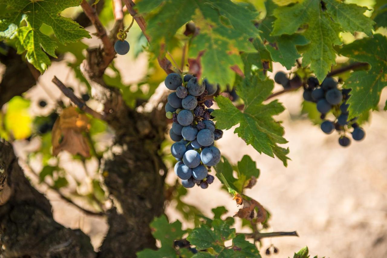 Viglione Wine Resort Santeramo in Colle Exterior photo